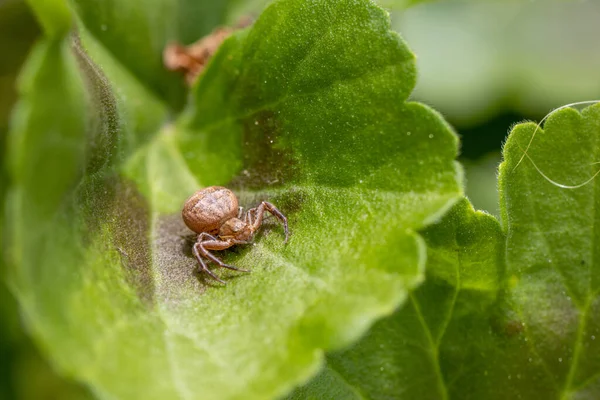 Plan Macro Une Petite Araignée Brune Avec Abdomen Épais Assis — Photo