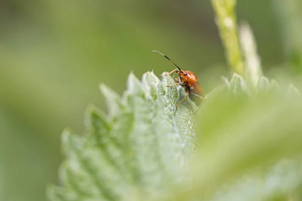 Escarabajo Naranja Sentado Sobre Una Hoja Verde — Foto de Stock