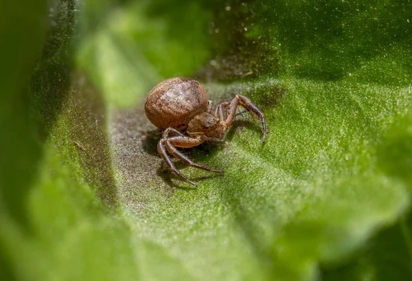 Macro Shot Small Brown Spider Thick Abdomen Sitting Green Leaf — Stock Photo, Image