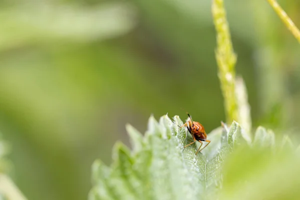 Escarabajo Naranja Sentado Sobre Una Hoja Verde — Foto de Stock
