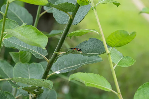 Uma Mosca Preta Icneumon Com Pernas Alaranjadas Que Sentam Uma — Fotografia de Stock