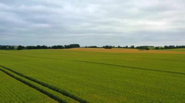 İnsansız hava aracı yeşil bir mısır tarlasının üzerinde uçuyor ve gökyüzü bulutlu