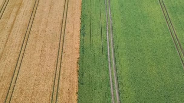Drohne Fliegt Über Ein Grünes Und Braunes Maisfeld — Stockvideo