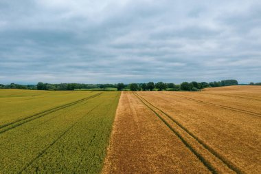 Tahıl tarlasından alınmış bir dron fotoğrafı paralel traktör izleri gösteriyor.