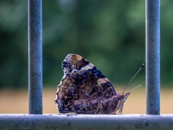 Крупный План Большой Бабочки Сидящей Железной Решетке — стоковое фото