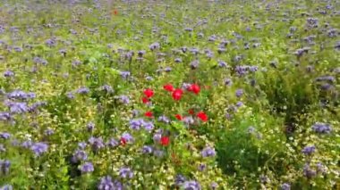Çiçekler ve kırmızı gelincikler rüzgarda ileri geri hareket ederler.