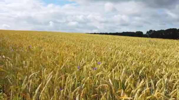 Rośliny Zbożowe Polu Zbóż Przemieszczają Się Powrotem Wietrze — Wideo stockowe