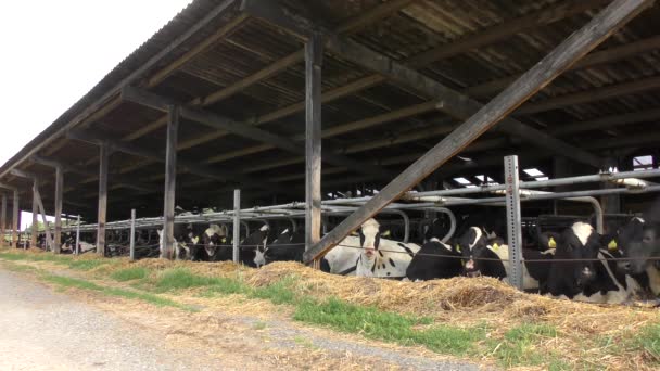 Muchas Vacas Blancas Negras Paran Una Lado Otra Establo Comen — Vídeo de stock