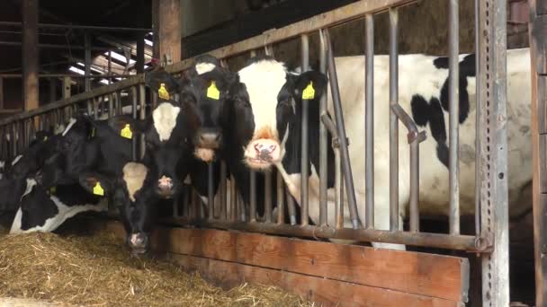 Viele Schwarze Und Weiße Kühe Stehen Nebeneinander Einem Kuhstall Und — Stockvideo