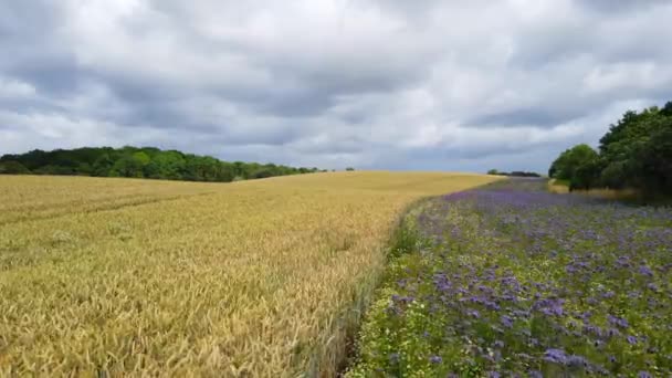 在一片褐色的稻田旁边 紫色的玉米花在风中来回飘扬 — 图库视频影像