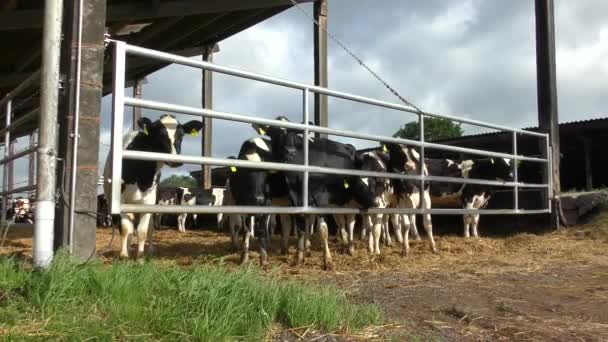 Viele Schwarze Und Weiße Kühe Stehen Nebeneinander Einem Kuhstall Und — Stockvideo