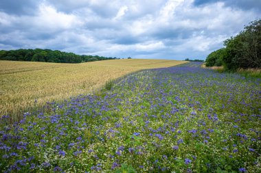 next to a brown wheat field a strip with purple phacelia is planted clipart
