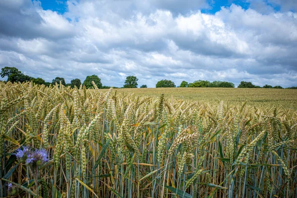 Ein Braunes Weizenfeld Unter Blauem Himmel Mit Weißen Wolken — Stockfoto