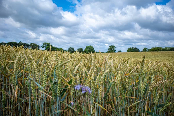 Коричневое Пшеничное Поле Голубым Небом Белыми Облаками — стоковое фото