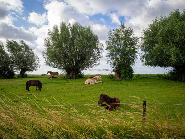 Een Groene Weide Staan Liggen Een Aantal Kleine Paarden — Stockfoto