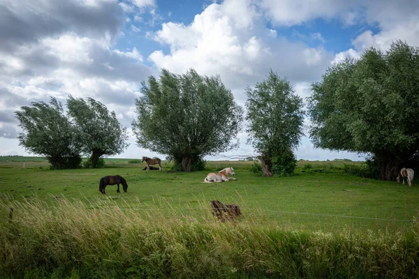 緑の草原の上に小さな馬を置いて — ストック写真
