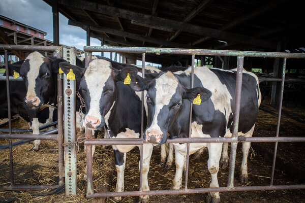 many black and white cows stand side by side in a cowshed and eat feed