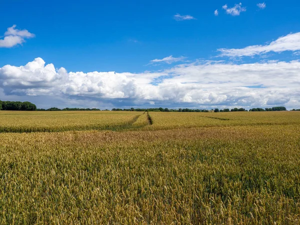 Een Typisch Noord Duits Boerenland Met Blauwe Lucht Witte Wolken — Stockfoto