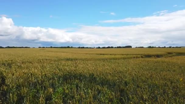 Une Terre Agricole Typique Allemagne Nord Avec Ciel Bleu Des — Video