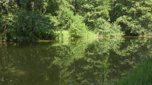 Alguien Está Pescando Pequeño Río Que Fluye Silenciosamente Través Bosque — Vídeos de Stock