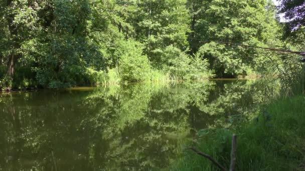 quelqu'un pêche sur une petite rivière qui coule tranquillement dans une forêt verte