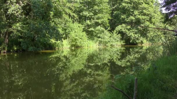 有人在一条静静地流过一片绿林的小河上钓鱼 — 图库视频影像