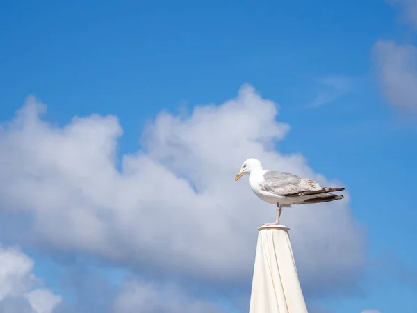White Big Seagull Stands Parasol Sky Blue — Stock Photo, Image