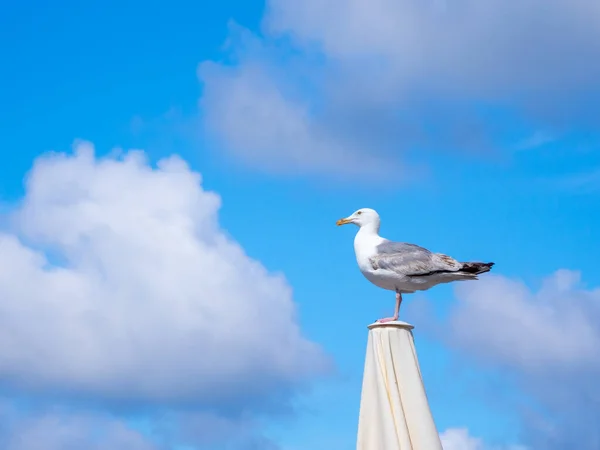 Une Grosse Mouette Blanche Tient Sur Parasol Ciel Est Bleu — Photo