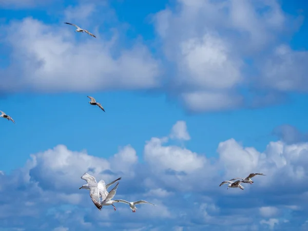 White Seagulls Flying Blue Sky White Clouds — Stock Photo, Image