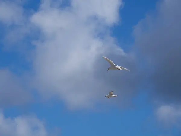 Белые Чайки Летают Голубом Небе Белыми Облаками — стоковое фото