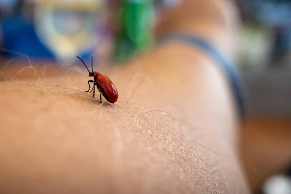 a red beetle crawls over a human arm