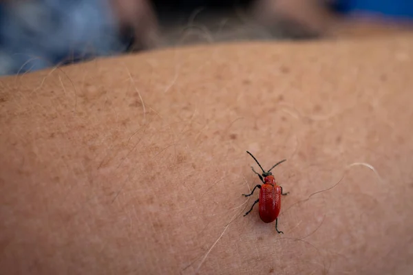 a red beetle crawls over a human arm