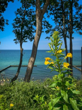 Önünde büyük sarı bir çiçek, arkasında deniz olan bir çiçek.