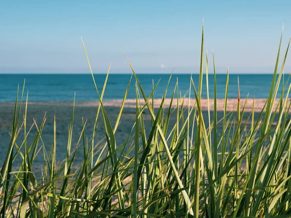 Praia Mar Báltico Está Primeiro Plano Grama Duna Fundo Mar — Fotografia de Stock