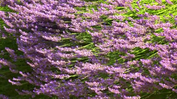 Many Bumblebees Bees Fly Blossom Blossom Lavender Bush — Stock Video