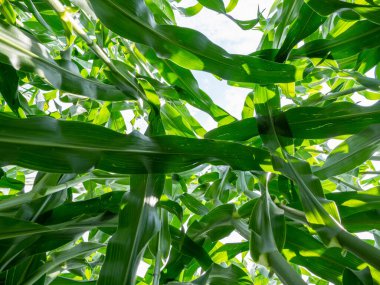 Mısır tarlasında bulunan yeşil mısır bitkileri tepeden tırnağa fotoğraflandı