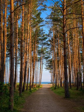 Bir çam ormanının arkasında sahili ve Baltık Denizi 'ni görebilirsiniz.