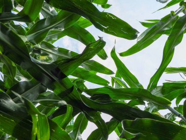 Mısır tarlasında bulunan yeşil mısır bitkileri tepeden tırnağa fotoğraflandı