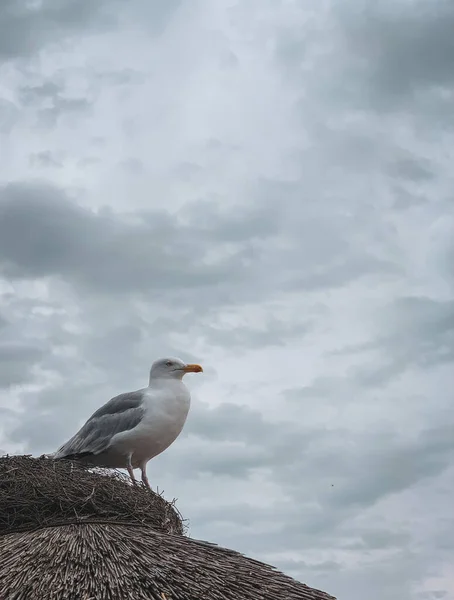 Eine Möwe Steht Auf Dem Dach Eines Reetgedeckten Strandhauses — Stockfoto