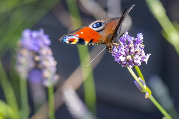 Kolorowy Paw Motyl Wysysa Nektar Kwiatu Lawendy — Zdjęcie stockowe
