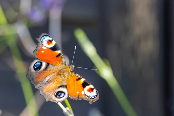 Uma Borboleta Pavão Colorida Suga Néctar Uma Flor Lavanda — Fotografia de Stock