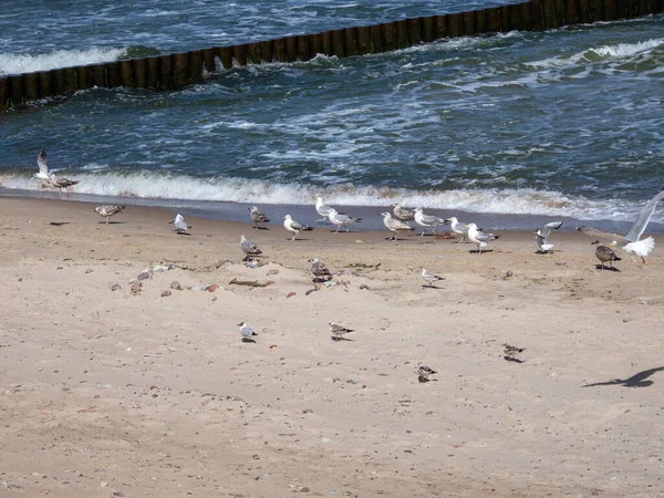 Beach Baltic Sea Many Seagulls Each Other — Stock Photo, Image