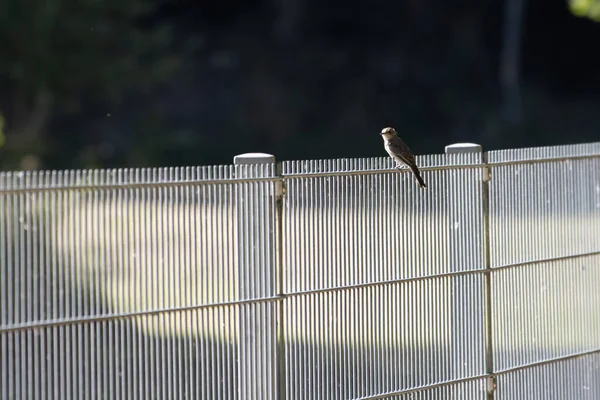 Passarinho Senta Uma Cerca — Fotografia de Stock