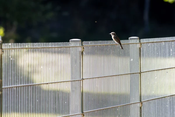 Passarinho Senta Uma Cerca — Fotografia de Stock