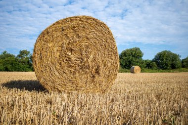 Bir biçilmiş tahıl tarlasında saman balyalarının etrafında uzanır ve gökyüzü mavidir.