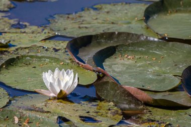 Bazı beyaz nilüferler gölde yetişir.