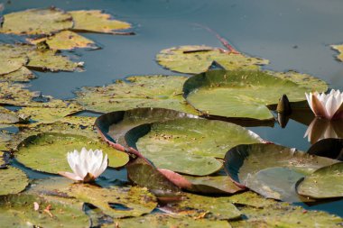 Bazı beyaz nilüferler gölde yetişir.