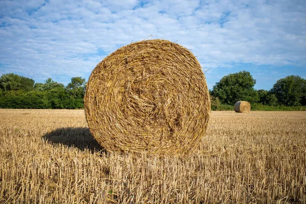 Mown Grain Field Lie Pressed Bales Straw Sky Blue — Stock Photo, Image