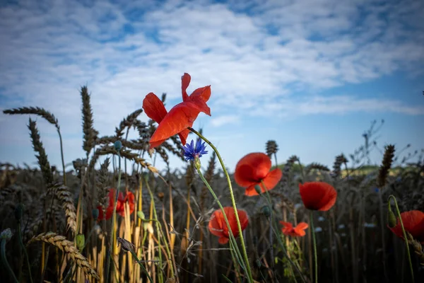 Polu Kukurydzy Czerwone Maki Które Oświetlone Przez Poranne Słońce — Zdjęcie stockowe