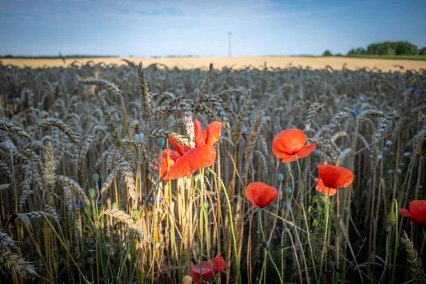 Maizal Hay Amapolas Rojas Que Son Iluminadas Por Sol Mañana —  Fotos de Stock